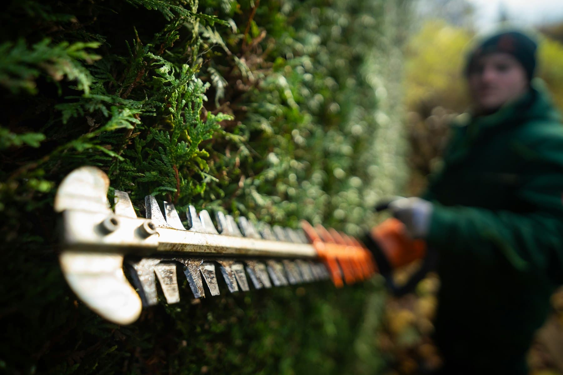 Hedge being trimmed with a hedge cutter